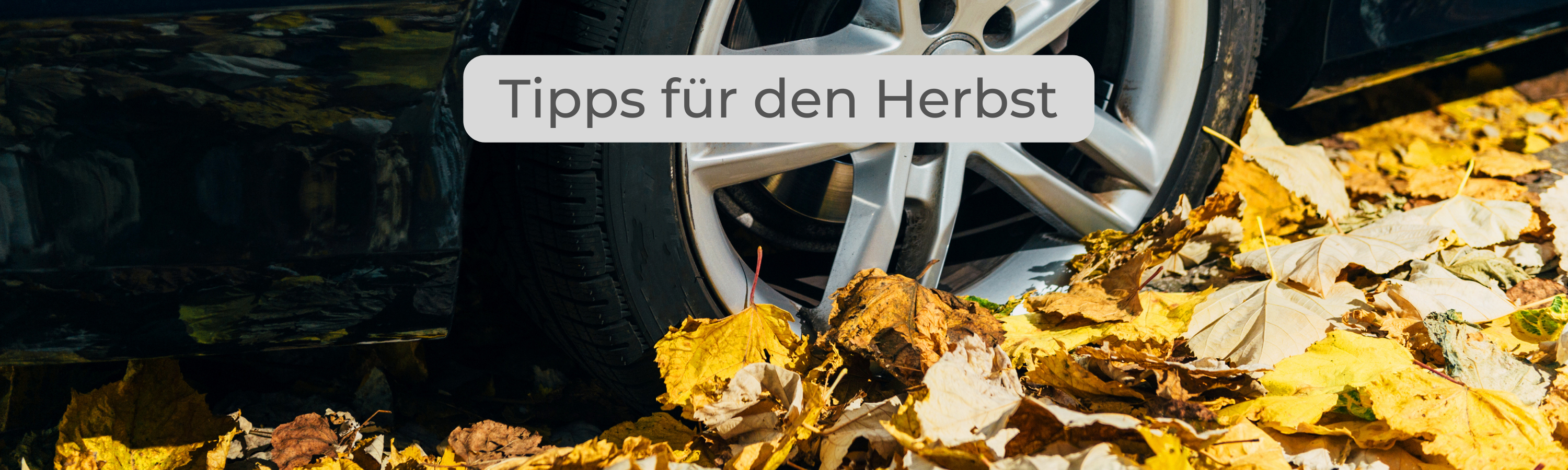 AA Herbsttipps Web Banner